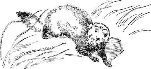 Хорь перевязка раскраска