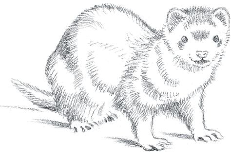 Нарисовать норку карандашом