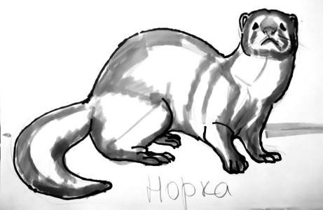 Норка рисунок карандашом