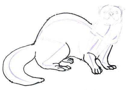 Хорек поэтапное рисование