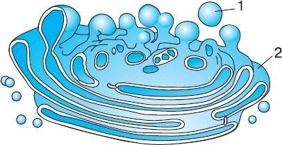 Аппарат Гольджи клетки рисунок легкий