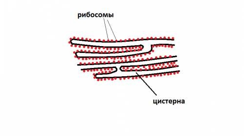 Схематическое изображение аппарата Гольджи