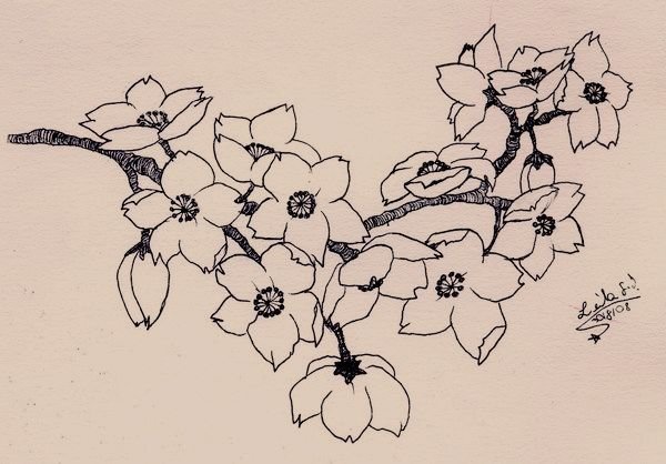 Сакура рисунок карандашом