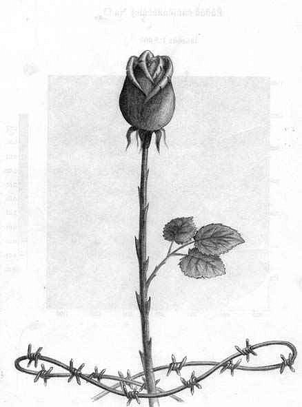 Завядшие цветы карандашом