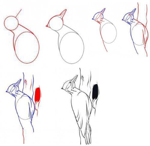 Рисование дятел старшая группа