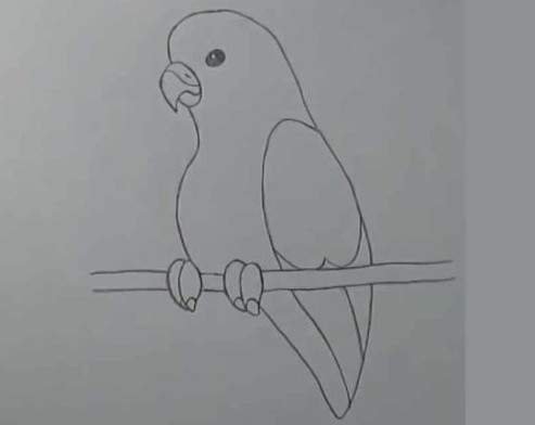 Попугай срисовка легкие
