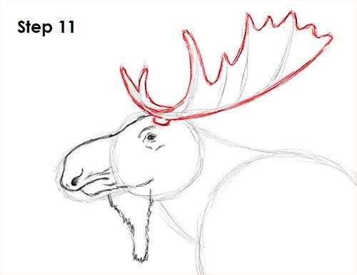 Поэтапный рисунок лося