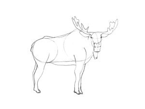 Лось рисунок поэтапно