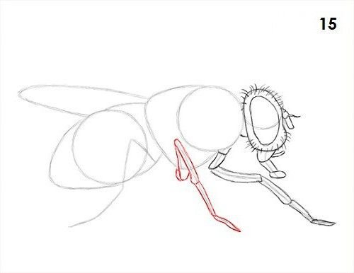 Муха рисунок для детей карандашом легко (46 фото)