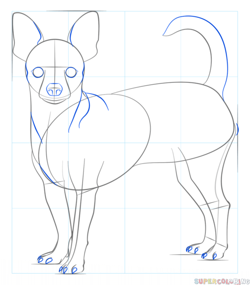 Поэтапное рисование чихуахуа