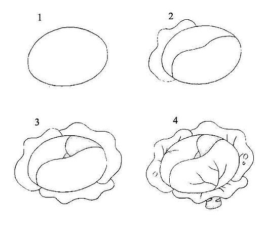 Капуста рисунок пошагово