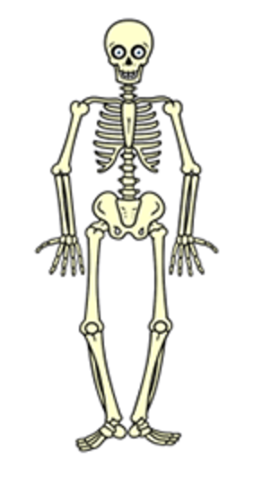 Легкий скелет
