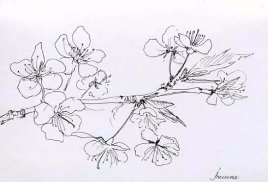 Ветка Сакуры рисунок карандашом