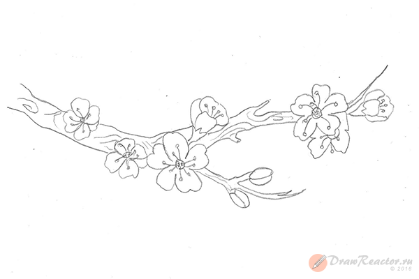 Ветка Сакуры рисунок карандашом