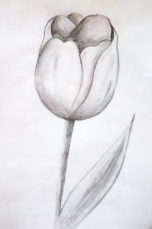 Рисунки карандашом тюльпаны карандашом