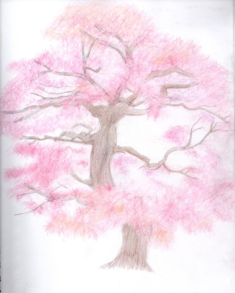 Аниме Сакура дерево карандашом