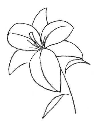 Цветок легкий эскиз лилии