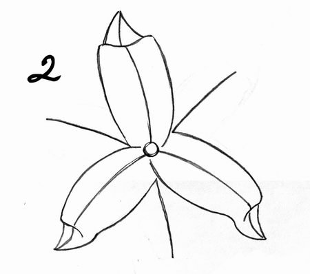 Лилия пошагово карандашом