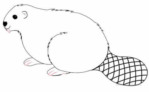 Как поэтапно нарисовать Бабр