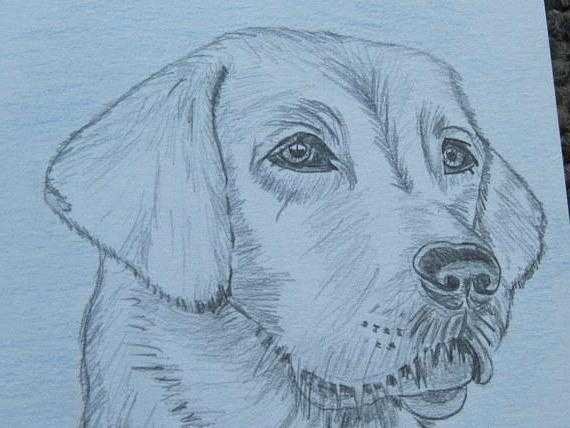 Лабрадор рисунок карандашом