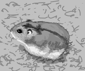 Хомяк рисунок карандашом