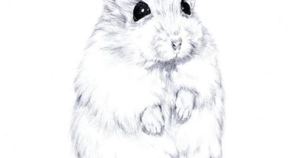 Раскраска хомячок