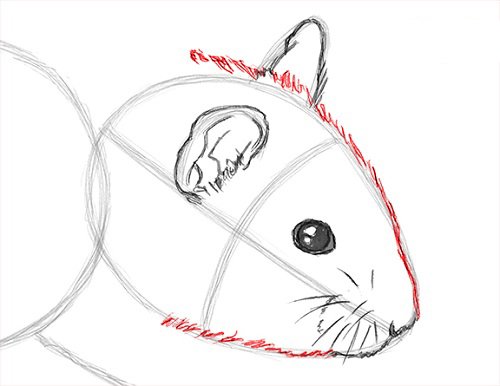 Раскраска морская Свинка