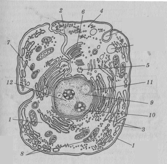 Схема строения эукариотической клетки
