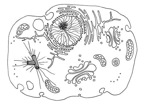 Строение эукариотической клетки без подписей