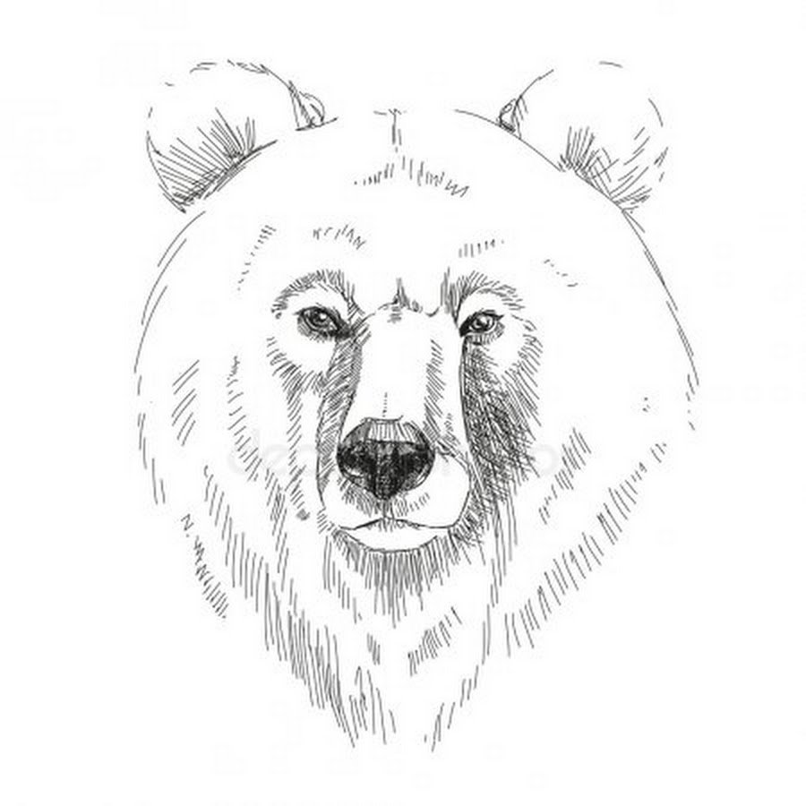 Морда медведя карандашом