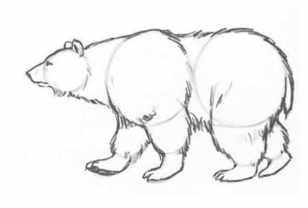 Медведь для срисовки карандашом легкие