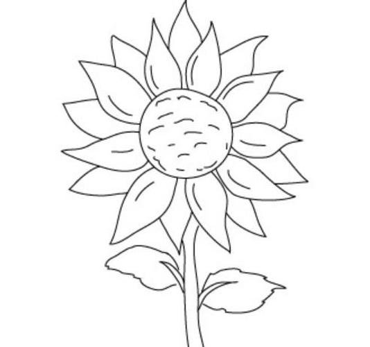 Подсолнух для срисовки легкие