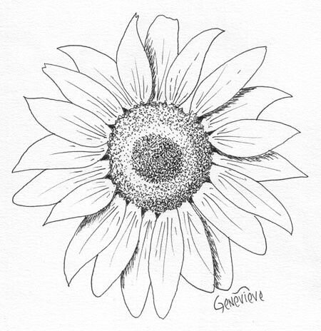 Подсолнух эскиз