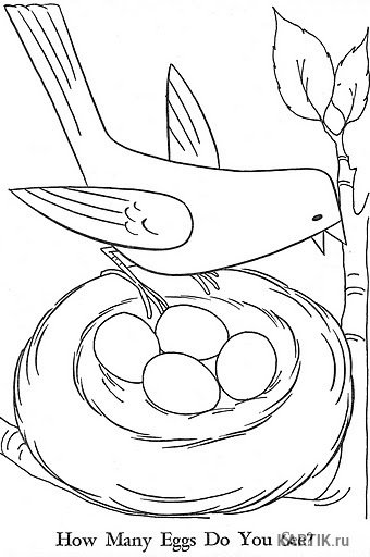 Птенцы в гнезде раскраска для малышей