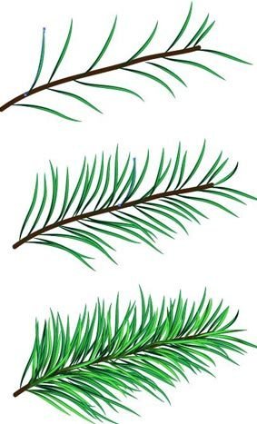 Рисование еловой ветки