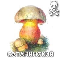 Желчный гриб раскраска для детей