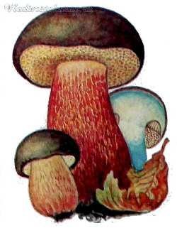 Гриб Боровик раскраска