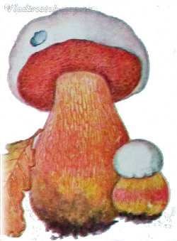 Грибы карандашом