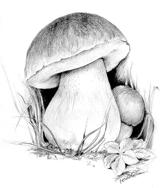 Шампиньоны Графика