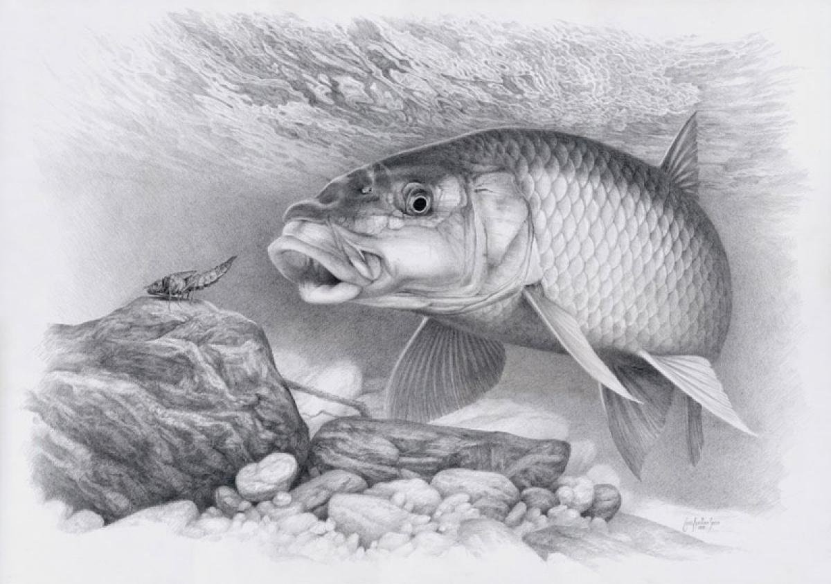 Щука карандаш. Рыба простым карандашом. Нарисовать рыбу карандашом. Карп рисунок. Рыбалка рисунок.