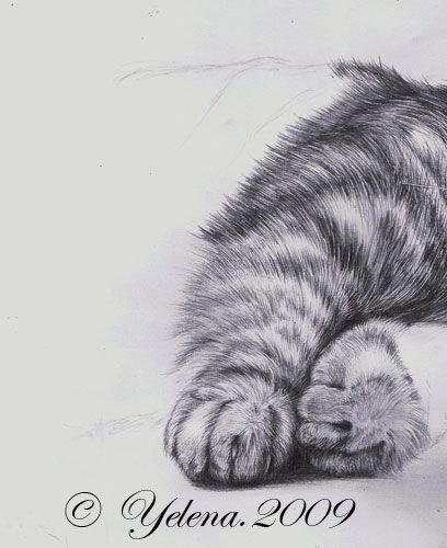 Шерсть кота карандашом