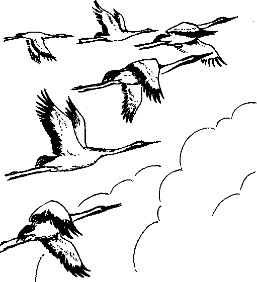 Нарисовать птицу в небе