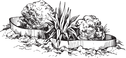 Раскраска цветы на клумбе