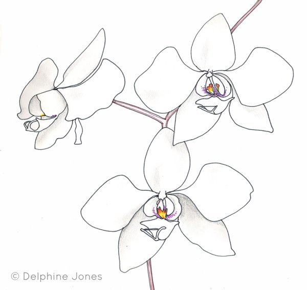 Орхидея схематично