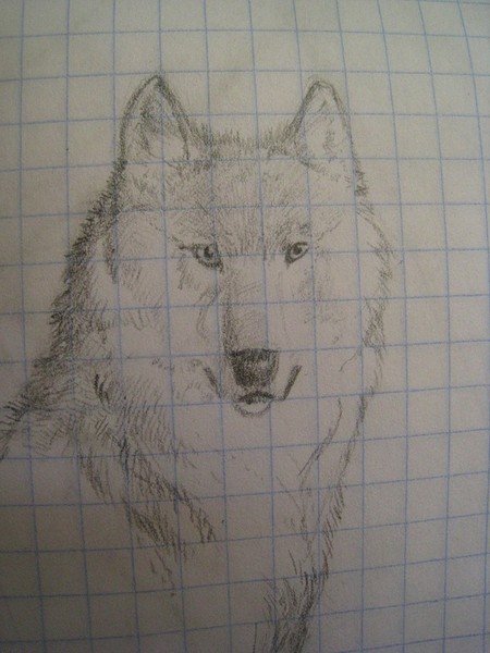 Рисунок волка для срисовки