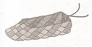 Поэтапное рисование лаптя