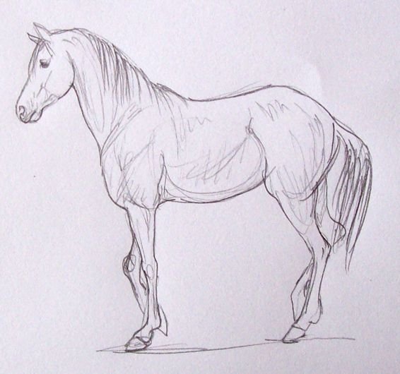 Техника рисования лошади карандашом