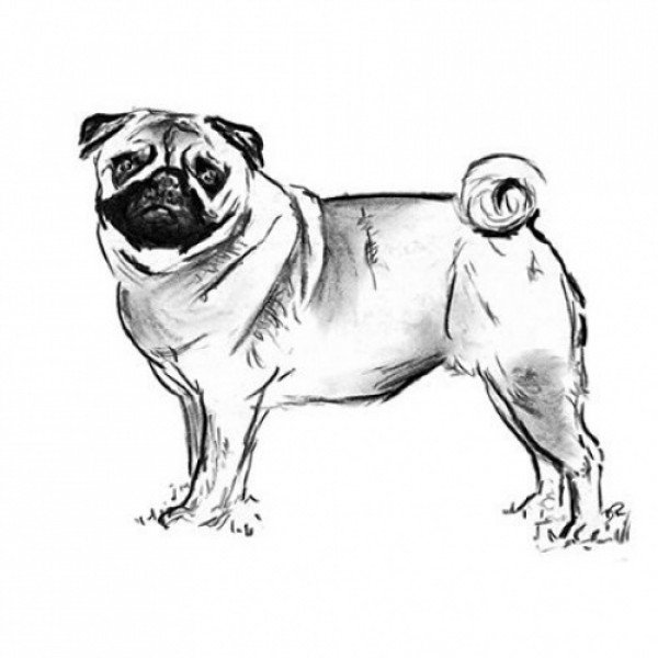 Мопс сбоку рисунок