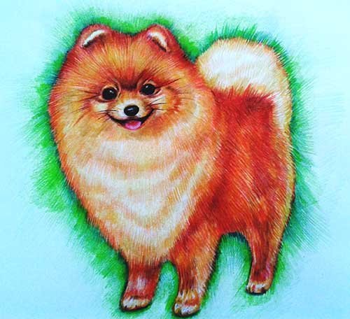 Скетчинг шпиц