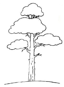 Сосна рисунок легкий